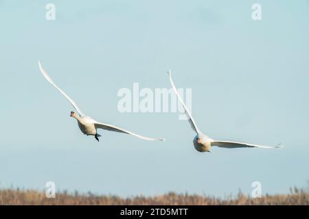 Stummer Schwan, Cygnus olor, zwei Erwachsene Vögel fliegen über Vogelreservat, Cley-next-the-Sea, Norfolk, Vereinigtes Königreich Stockfoto