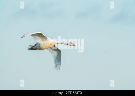 Stummer Schwan, Cygnus olor, einzelner erwachsener Vogel, der über das Vogelreservat fliegt, Cley-next-the-Sea, Norfolk, Vereinigtes Königreich Stockfoto