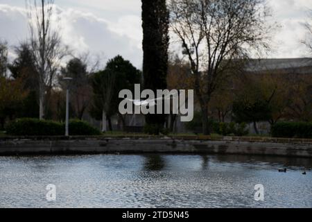Möwen und Kormorane in einem Park, Madrid, Spanien Stockfoto