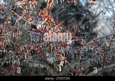 Eine Vielzahl roter Beeren auf einem Prairie Fire Crabapple Baum, umgeben von Eis mit Eiszapfen, die herunterhängen Stockfoto