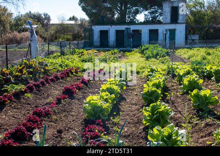 Blick auf ein Gemüsefeld, in dem biologisch angebautes Gemüse wächst Stockfoto