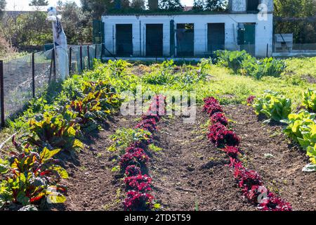 Blick auf ein Gemüsefeld, in dem biologisch angebautes Gemüse wächst Stockfoto