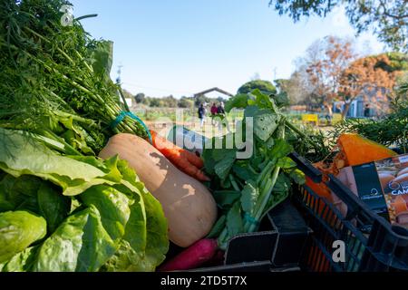 Kisten mit frisch geerntetem Bio-Gemüse Stockfoto