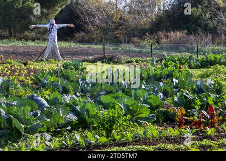 Blick auf ein Gemüsefeld, in dem biologisch angebautes Gemüse wächst Stockfoto