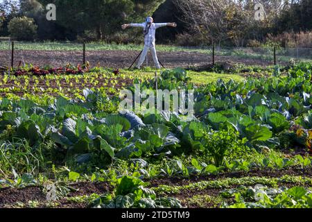 Blick auf ein Gemüsefeld, in dem biologisch angebautes Gemüse wächst Stockfoto