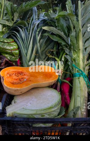 Kisten mit frisch geerntetem Bio-Gemüse Stockfoto