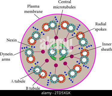 Ein Querschnitt einer Axonem .Vektor-Illustration. Stock Vektor