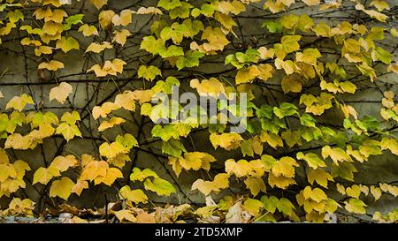 Traubenblätter an der Wand. Die Farbe ändert sich von Grün zu Gelb. Stockfoto