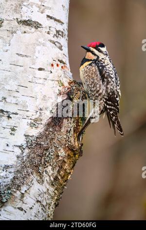 Gelbbauchsauger, Sphyrapicus varius, hoch auf Birkenbaum Stockfoto