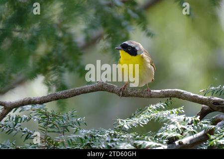 Gemeinsame Yellowthroat, Geothlypis trichas, männlich, auf einem Ast stehend Stockfoto