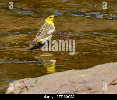 Cape May Warbler, Setophaga tigrina, Baden in einem kleinen Bach Stockfoto