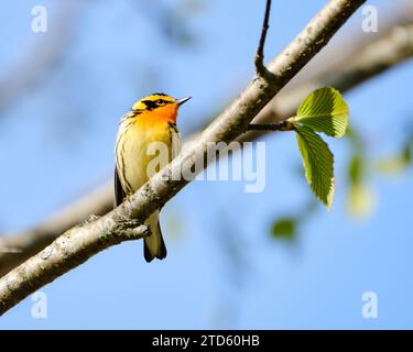 Blackburnian Warbler, Setophaga fusca, auf einem Ast Stockfoto