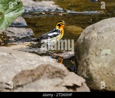 Blackburnian Warbler, Setophaga fusca, Baden in einem kleinen Bach Stockfoto