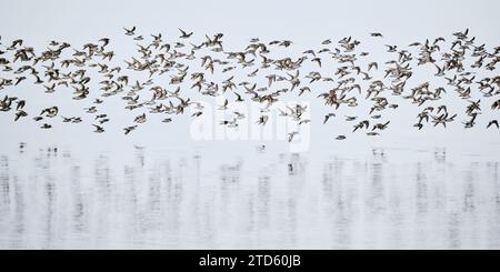 Große Schar halbpalmierter Sandpipper, die direkt über Wasser fliegen, Bay of Fundy Stockfoto