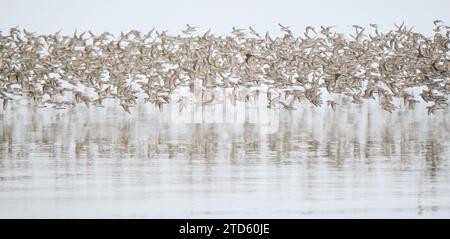 Große Schar halbpalmierter Sandpipper, die vor dem felsigen Strand in der Bucht von Fundy fliegen Stockfoto