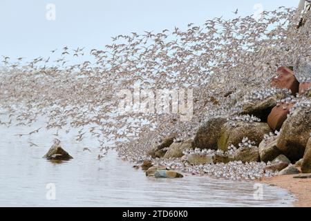 Große Schar halbpalmierter Sandpipper, die vor dem felsigen Strand in der Bucht von Fundy fliegen Stockfoto