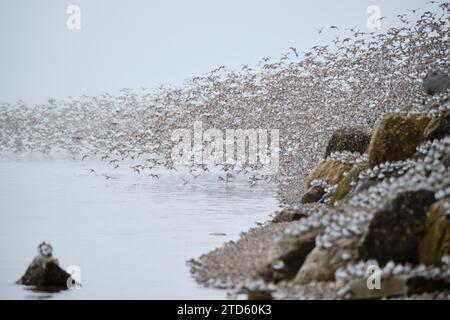 Große Schar halbpalmierter Sandpipper, die vor dem felsigen Strand in der Bucht von Fundy fliegen Stockfoto