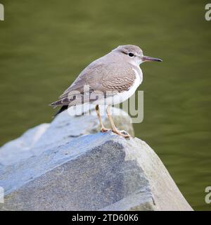 Gefleckter Sandpiper, Actitis macularius, auf Felsen am Ufer Stockfoto