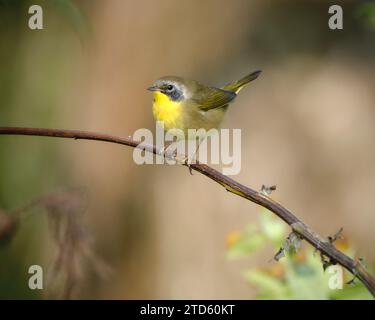 Gewöhnlicher Yellowthroat, Geothlypis trichas, männlich auf einem verzweigten Garten Stockfoto