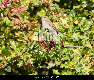 Einsiedlersoor, Catharus guttatus, auf einem Baum, der Früchte isst Stockfoto