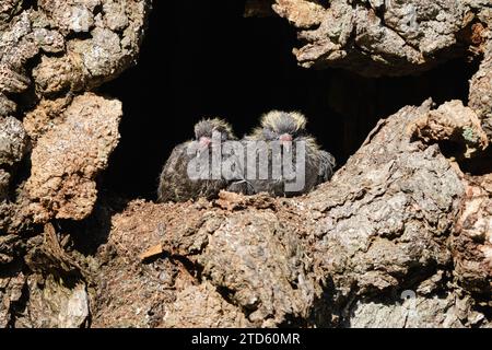 Zwei Babytauben im Nest in einem Baumloch, die nach draußen schauen Stockfoto