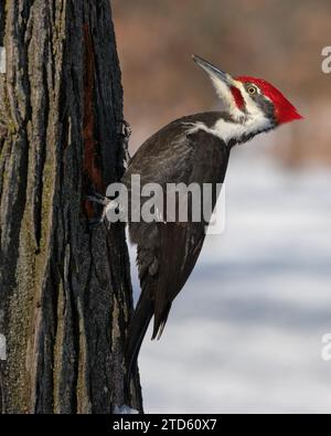 Männlicher Pileated Woodspecht (Dryocopus pileatus), der auf einem Baumstamm mit einem Stück Rinde im Schnabel thront Stockfoto