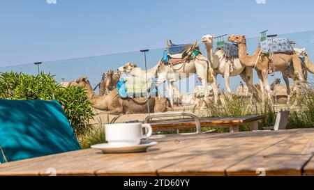 Urlaub Marokko Essaouira Strand Sand Architektur Tiere Pferde Kamele Arabisch Marokkanische Sommer Sport Meer Stockfoto