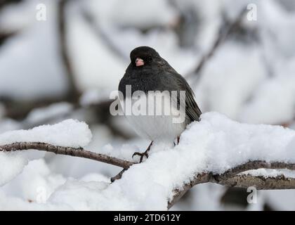 Schieferfarbene Junco mit dunkeläugigen Augen, Junco hyemalis sitzt auf einem verschneiten Zweig und blickt in die Kamera Stockfoto