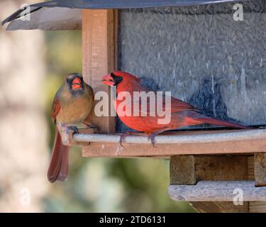 Männliches und weibliches Paar von nördlichen Kardinälen, das am Vogelfutterhäuschen isst Stockfoto