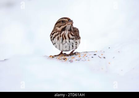 Lied Sparrow, Melospiza melodia, Samenkorn im Schnee essen Stockfoto