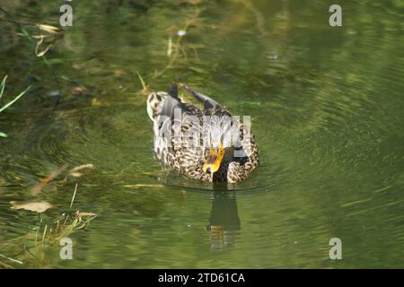 Eine Stockente schwimmt in einem Ententeich Stockfoto