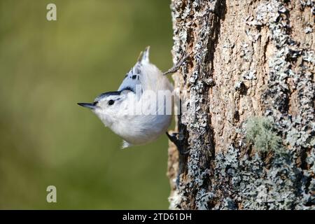 Weißbrust Nuthatch, Sitta carolinensis. Auf Baumstamm Stockfoto