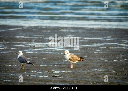 Bandar Abbas, Iran, Januar, überwintert Heuglin Möwen (Larus heuglini) alte und junge Vögel am Ufer der Straße von Hormuz. Auf der linken Seite ein erwachsener Vogel Stockfoto