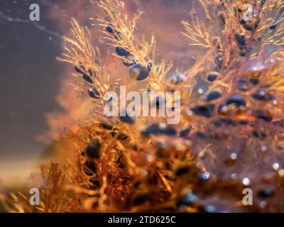 Raubpflanze Gemeines Bladderkraut (Utricularia vulgaris) in frischen stagnierenden Reservoirs, ernährt kleine Krebstiere. Black-Trap-Kapseln zeigen diese pla an Stockfoto