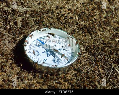 Alle Tiere sind gut im Weltraum orientiert (Wegweiser), da sie einen inneren Kompass haben. Ameisen kriechen auf dem Kompass. Das Konzept der räumlichen Orientierung ( Stockfoto