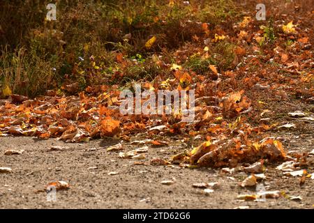 Gelbe herbstliche trockene Blätter, die auf dem Boden zwischen dem Gras liegen Stockfoto