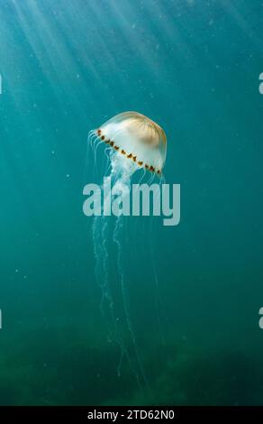 Kompass-Qualle (Chrysaora hysoscella) schwimmend in Mittelwasser, Großbritannien Stockfoto