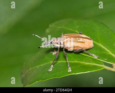 Diaprepes Root Weevil (Diaprepes abbreviatus) krabbelt auf Yaupon Holly Leaves in Houston, TX. Schädling, der viele Arten von Pflanzen schädigen kann. Stockfoto