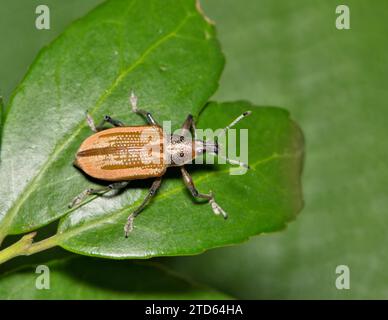 Diaprepes Root Weevil (Diaprepes abbreviatus) krabbelt auf Yaupon Holly Leaves in Houston, TX. Schädling, der viele Arten von Pflanzen schädigen kann. Stockfoto