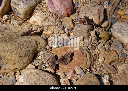 Ein Haufen kleiner Schmetterlinge, genannt verschlafene Dämmerung, sieht aus wie Falter, die an einem hellen sonnigen Tag um die Felsen am Ufer des Flusses flattern Stockfoto