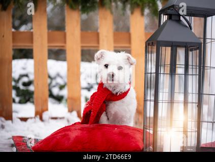 Weihnachtsporträt eines Bichon-Hundes. Frohe Weihnachten für die Hunde. Stockfoto
