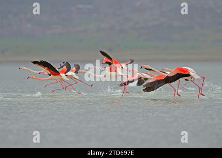 Großer Flamingo (Phoenicopterus roseus), der über den See fliegt. Stockfoto