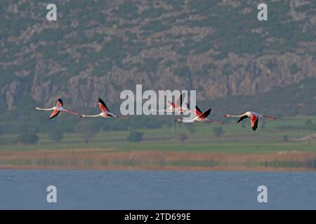 Großer Flamingo (Phoenicopterus roseus), der über den See fliegt. Stockfoto