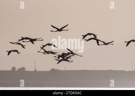 Silhouette des großen Flamingos (Phoenicopterus roseus), der über den See fliegt. Stockfoto