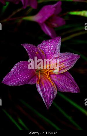 In der bezaubernden Morgenumarmung von Arusha, Tansania, taucht eine zarte rosa Lilie als Symbol der Gnade der Natur auf. Die Blütenblätter, geküsst von sanften Rindr Stockfoto