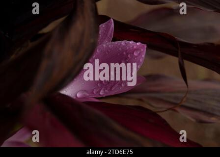 In der bezaubernden Morgenumarmung von Arusha, Tansania, taucht eine zarte rosa Lilie als Symbol der Gnade der Natur auf. Die Blütenblätter, geküsst von sanften Rindr Stockfoto