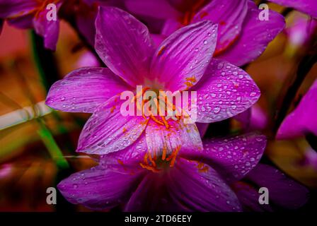 In der bezaubernden Morgenumarmung von Arusha, Tansania, taucht eine zarte rosa Lilie als Symbol der Gnade der Natur auf. Die Blütenblätter, geküsst von sanften Rindr Stockfoto