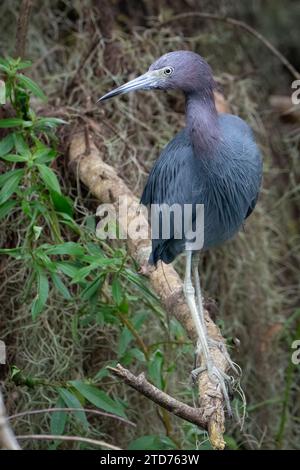 Ein kleiner blauer Reiher auf einem Baumstamm in den Feuchtgebieten Floridas. Stockfoto