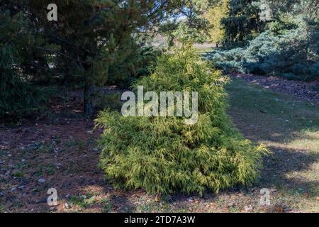 Hintergrund eines kleinen amerikanischen arborvitae (Thuja)-Baumes an einem sonnigen Tag Stockfoto