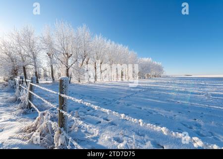Raureif auf Bäumen und Zaun in einer Winterszene eines nördlichen Prairie-Feldes von Alberta Stockfoto
